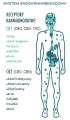 ecan.png